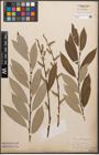 Foto von Salix caprea L. x Salix purpurea L.